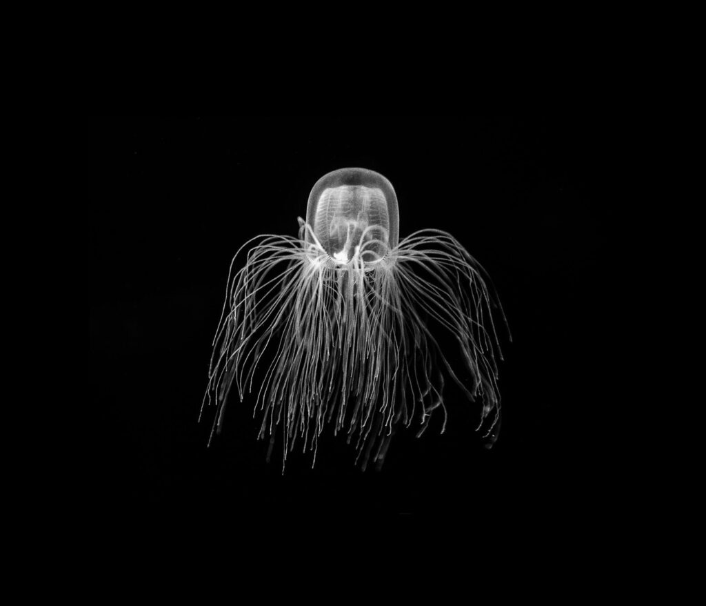 La Muta Eloquenza | 2016